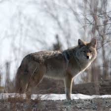 Arctic Wolf Facts Diet Habitat Pictures On Animalia Bio