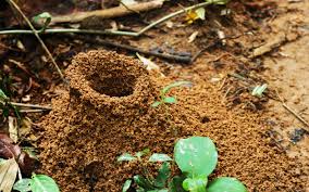 Check spelling or type a new query. Where Do Ants Live Wonderopolis
