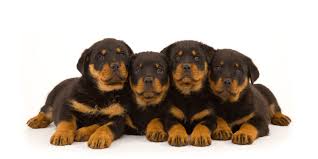 Our standards for rottweiler breeders in illinois were developed with leading veterinarians and animal welfare experts. 1 Rottweiler Puppies For Sale In Chicago Il Uptown