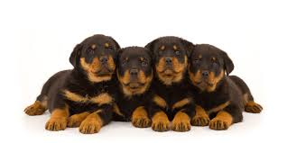 Female chiweenie puppies (houston) hide this posting restore restore this posting. 1 Rottweiler Puppies For Sale In Houston Tx Uptown