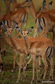 Impala Northwestern Serengeti National Park Tanzania Barbara Hollweg Photographer African Animals World Wild Life Wildlife Animals