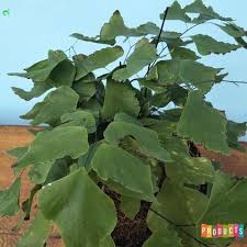 We did not find results for: Jual Tanaman Hias Suplir Daun Besar Berkualitas