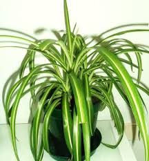 Trasplantar Cinta Chlorophytum Comosum Jardines Tropicales Plantas Jardin Jardineria