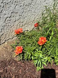 Image result for Portulaca