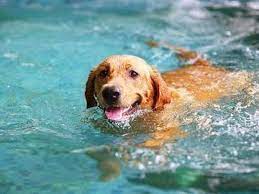 Common searches that lead to this page: Swam Or Swum Which Is Correct Merriam Webster