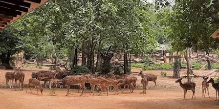 Spotted deer at Bethuadahari reserve, AI generated