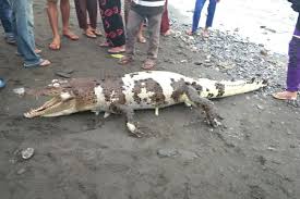 Fılm ındonesıa suzzanna ratu buaya putıh. Gempar Buaya Putih Ditemukan Mati Di Pantai Maluku Tengah Milenial
