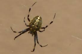 Below are the photos of your request: Spider Identified In My Garden Black Gray Large Abdomen 4 6 White Spots On Belly Tjs Garden