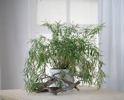 Image result for Pogonatherum paniceum