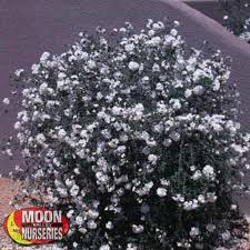 Image result for Cordia afra