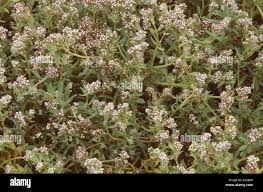 Image result for Corrigiola