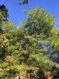 Image result for Acacia decurrens