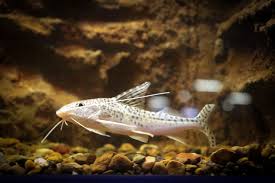 When they are grown up, it is very uncommon for such fishes to surpass this size, but it may be possible in some cases. Pictus Catfish Pimelodus Pictus Royal Queensland Show 2018 Zoochat