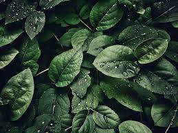 Please, try to prove me wrong i dare you. Ready To Put Your Botany Knowledge To The Test Let S See If You Can Identify These 20 Plants