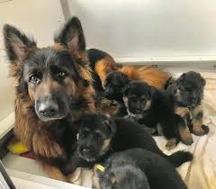 Does the different color of their fur impact the best way to predict the health and behavior of a sable german shepherd is to speak with the puppy's breeder about the health and behavior of. German Shepherd Puppies For Sale In Irelannd Home Facebook