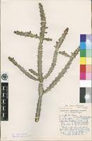 Image result for Euphorbia baylissii