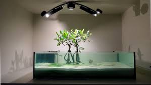 Mangrove Aquascape How Do You Like This Aquarium Aquascape Aquarium Fish Tank