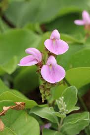 Image result for Canavalia africana