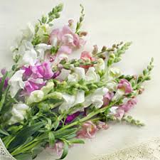 Maybe you would like to learn more about one of these? Photos Of Poisonous Plants And Flowers For Cats