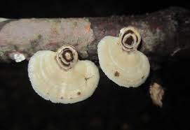 Image result for Nesphostylis holosericea