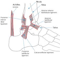 Image showing the lateral malleolus as part of the fibula. Ankle Wikipedia