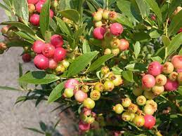 Includes 1 blueberry pink lemonade in a 2.5 qt. Vaccinium Pink Lemonade Blueberry