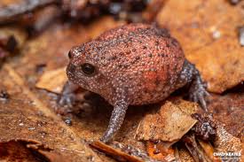 Image result for Kedrostis abdallai