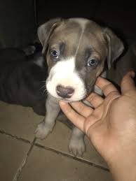 For sale & upcoming breedings. American Pit Bull Terrier Puppies For Sale Bakersfield Ca 305129