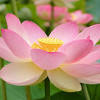 Klasifikasi dan morfologi tanaman bunga lotus. Https Encrypted Tbn0 Gstatic Com Images Q Tbn And9gcs1nz9fpahadn01rdotk0agf8nsbhhbo2oxkfvjpznbdjmaspba Usqp Cau