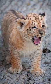 Holy Cuteness Look At These Liliger Cubs Cute Animals Animals Beautiful Animals