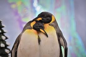 Most penguins feed on krill, fish, squid and other forms o. à¸™à¸à¹€à¸žà¸™à¸à¸§ à¸™ à¸£ à¸› Deko à¸ à¸²à¸žà¸Ÿà¸£ à¸šà¸™ Pixabay