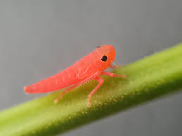 Amazing Insects A Tiny Pink Baby Grasshopper Peakd