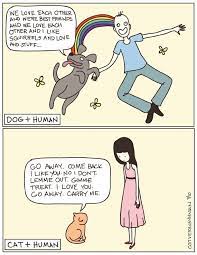 Dogs Vs Cats Cat Vs Human Silly Dogs Cat Vs Dog