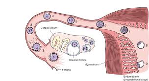 Image result for Embryology