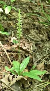 Image result for Habenaria afra