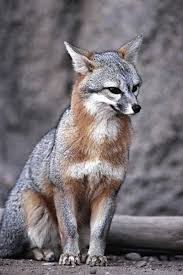 Bow Down To Our Country S 50 State Animals Pet Fox Animals Animals Images