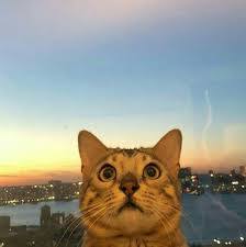 ˏˋ Okeyimout ˎˊ Beautiful Cats Cat Aesthetic Cats