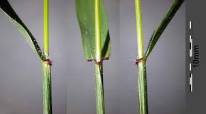 Image result for Anthoxanthum