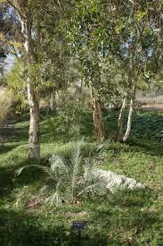 Image result for Melaleuca quinquenervia