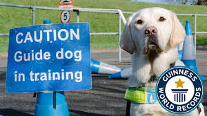 Here are some tips to help with french bulldog potty training. How To Train A Guide Dog Guinness World Records Youtube