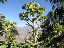 Image result for Solanecio