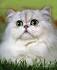 Persian cat - Wikipedia