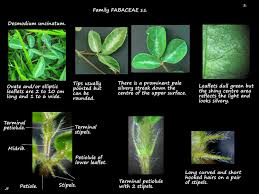 Image result for Desmodium subsecundum