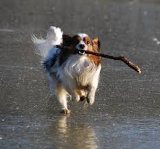 Wir möchten, dass unsere kleinen welpen in eine liebevolle familie kommen und dort im besten fall ihr ganzes leben verbringen! Papillon Und Phalene Zuchter Und Welpen Im Vk E V Verband Deutscher Kleinhundezuchter E V German Toy Association