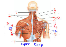 Arm muscles can also be classified by their compartments or regions. Anatomy Exam 2 Flashcards Easy Notecards