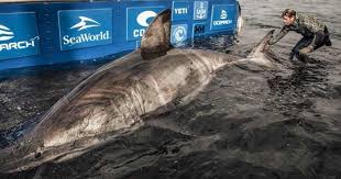 Check spelling or type a new query. Weekend Video Capturan Un Enorme Tiburon Blanco De Mas De 5 Metros De Largo