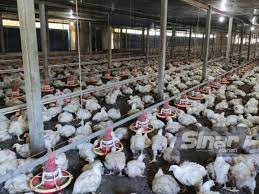 We did not find results for: Peneroka Felda Jadi Tauke Ayam