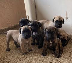 Maybe you would like to learn more about one of these? Mastiff Puppies For Sale An Adoption At Affordable Prices Home Facebook