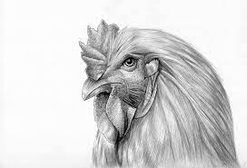 Pin On Drawing Animals