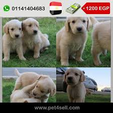 مصر القاهرة الجديدة كلب جولدن شهرين واخد تطعيم pet4sell retriever puppy golden retriever labrador retriever